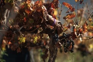 Vendange 2026 : une récolte historiquement basse, ce que ça change pour le vin à table